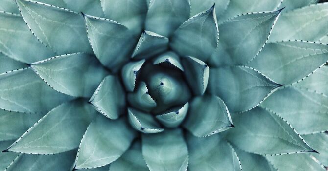 JONI Fertility Therapy®